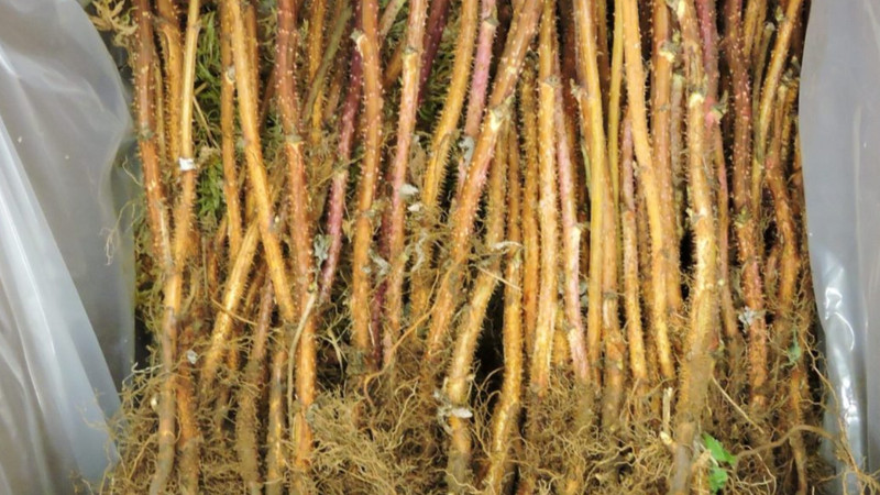 Joan J Raspberry - 2 Red Raspberry Plants - Everbearing - Organic Grown - gallery