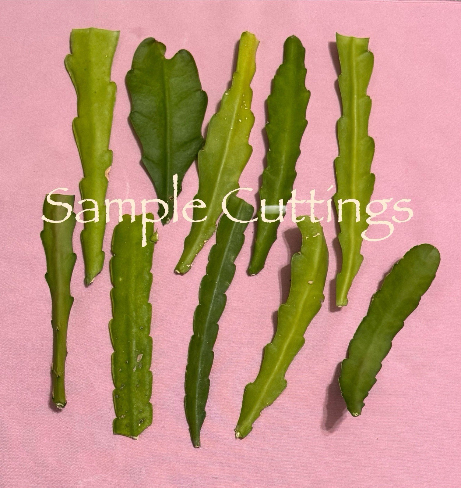 10 Assorted Mystery Unknown Colors Epiphyllum Cuttings Orchid Cactus Succulents gallery