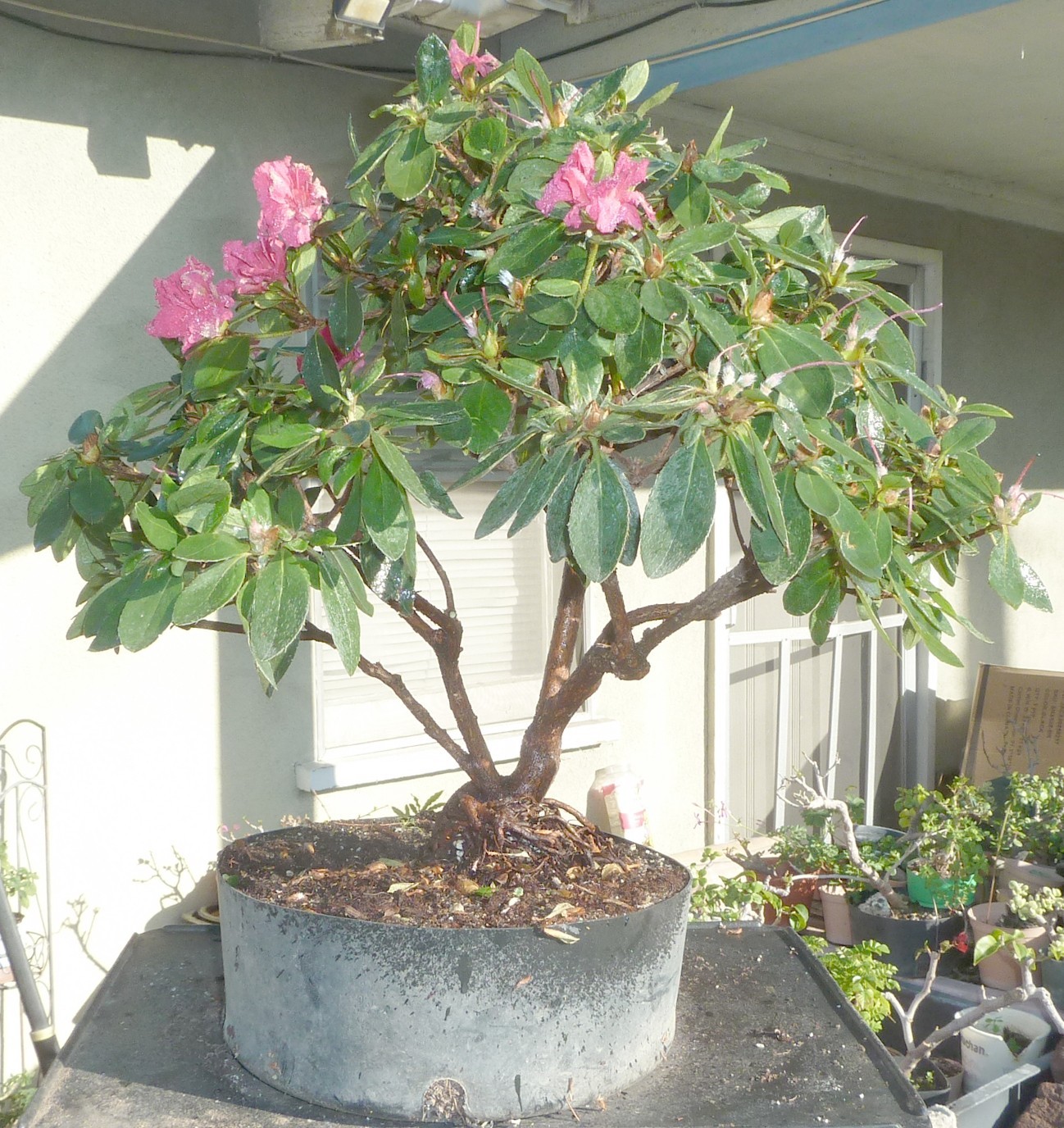 Azalea Red Bird Pre Bonsai Dwarf Kifu Nice Fat Trunk & Nebari Red Flowers gallery