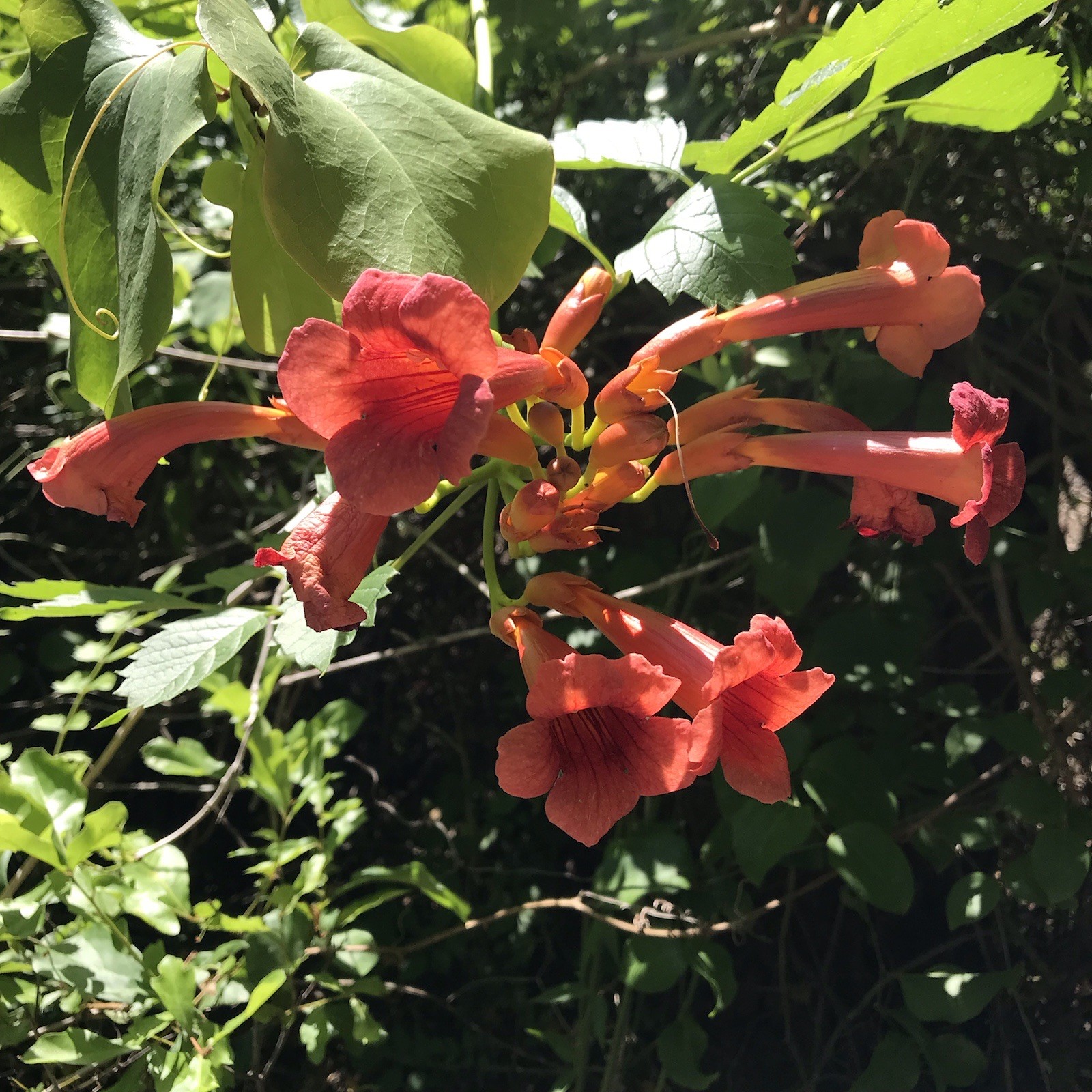 3 Reddish Orange Hummingbird Trumpet Vine Starter Plants 6-12 Inches 3 Reddish gallery