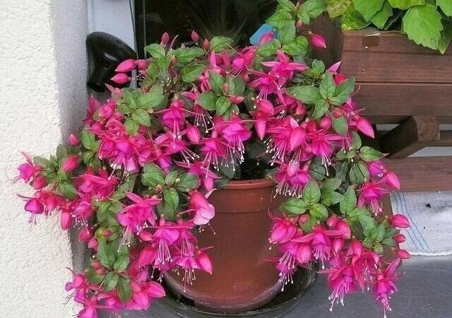 Mix 50pcs/bag Fuchsia Seeds Potted Flowers seeds,bonsai seeds.#5052 gallery