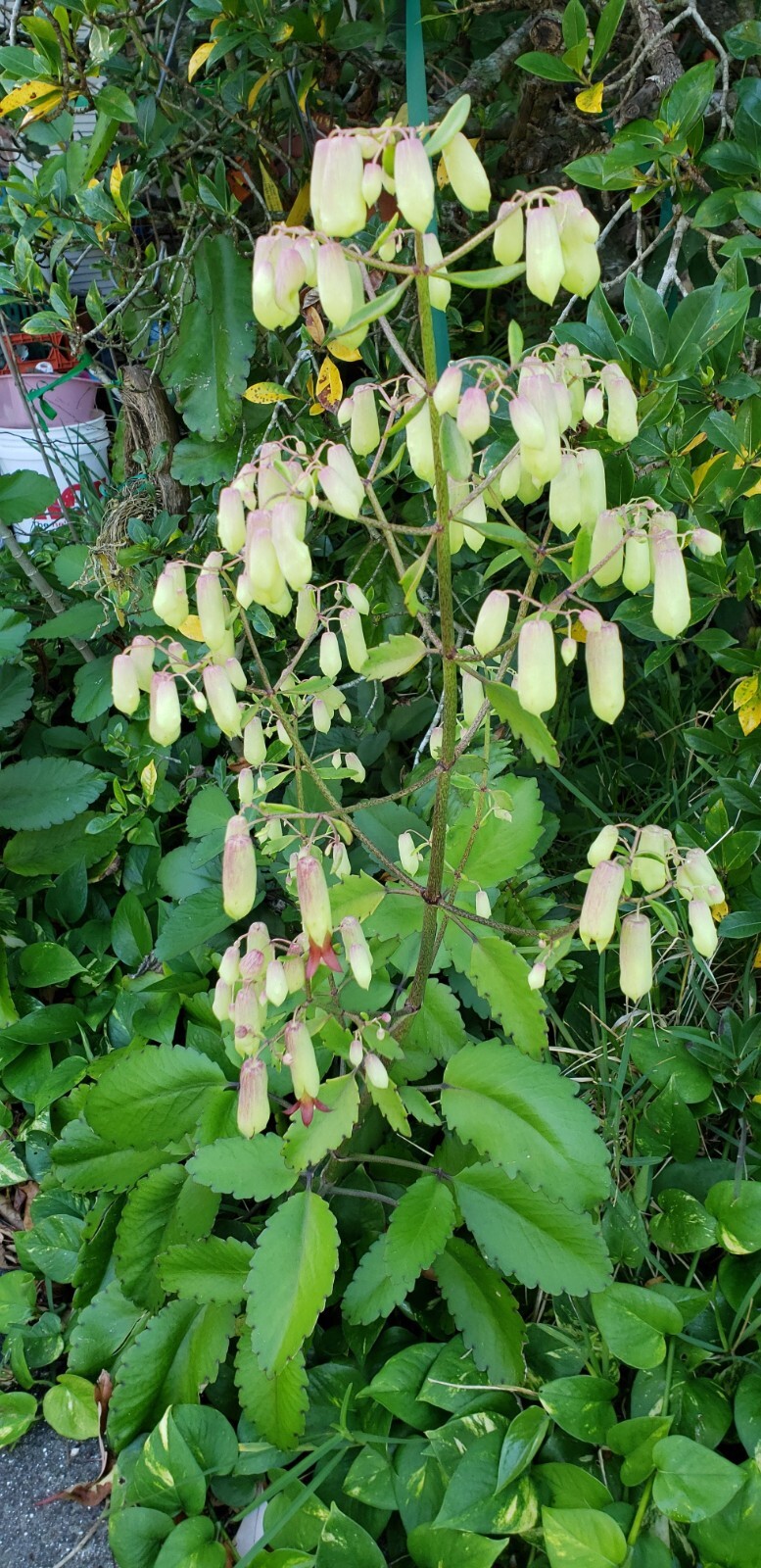 "Cathedral Bells" Kalanchoe Pinnata - Bryophyllum Pinnatum gallery