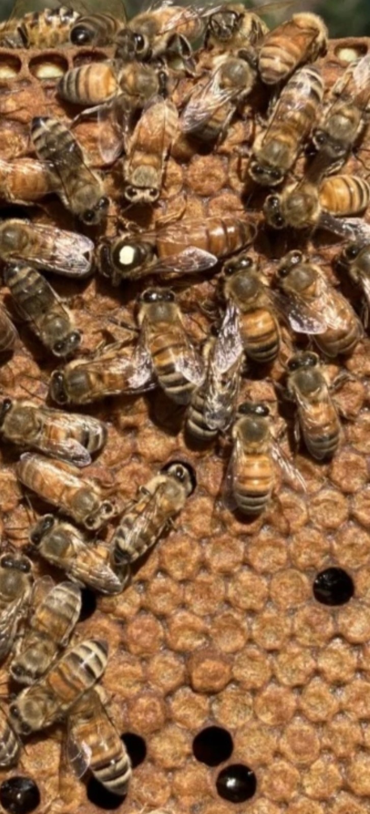 Carniolan/Italian Mated Queen Bees gallery