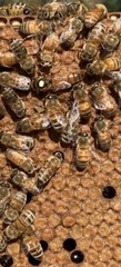 Carniolan/Italian Mated Queen Bees