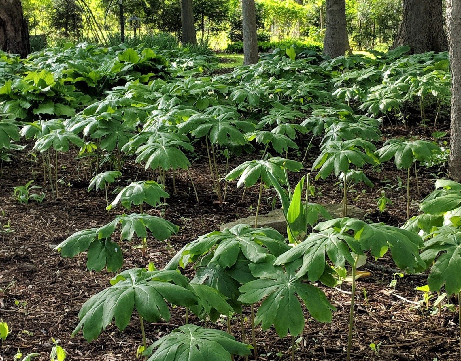 15 Mayapple Rhizome Live Bare Roots For Transplanting (Podophyllum Peltatum) gallery