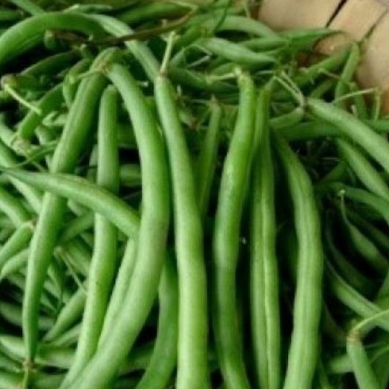Burpee Stringless Green Pod Bush Bean - Fresh Seeds - NonGMO USA, Free Shipping! gallery