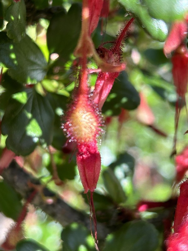 Fuchsia-Flowered Gooseberry, Ribes Speciosum - 15 Seeds 2024 - USA gallery