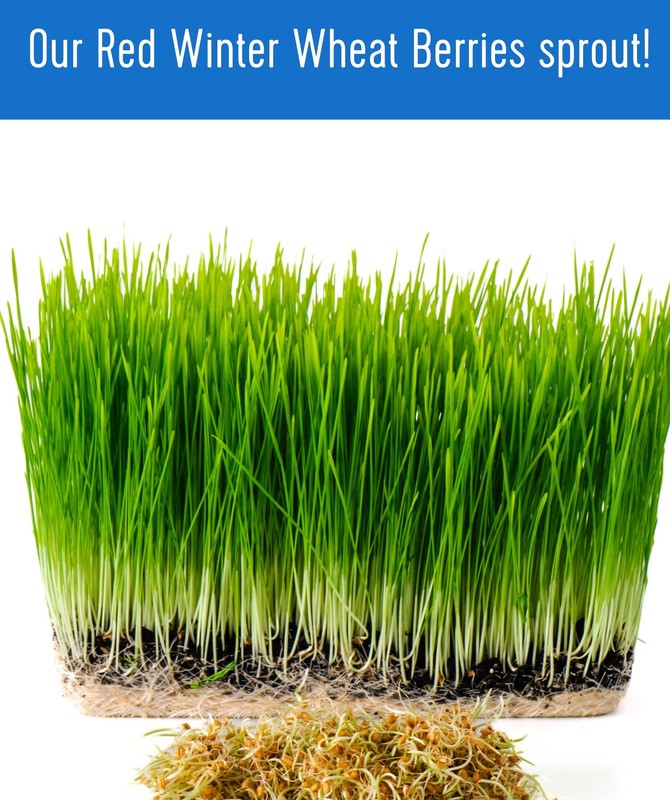 Hard Red Winter Wheat | 25 LB Bucket gallery