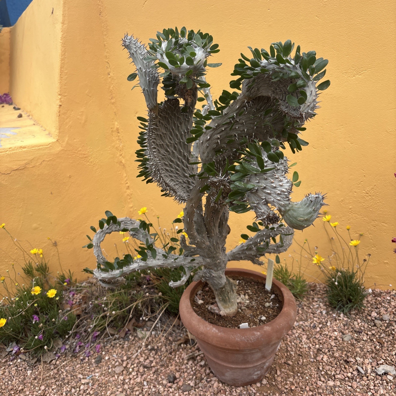 Alluaudia procera CREST gallery