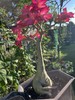 Beautiful 5 Years Old Desert Rose In 2 gallons Pot gallery