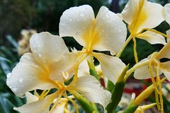 1 HAWAIIAN TROPICAL FRAGRANT WHITE GINGER BARE ROOT – Easy to Grow Fragrant