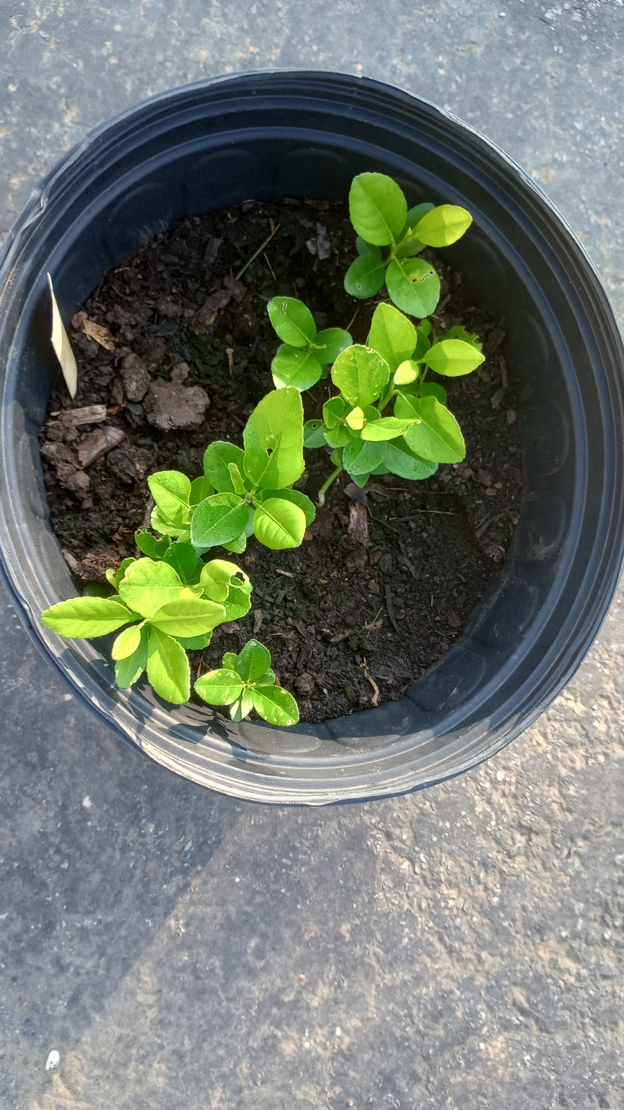 LIVE PLANTS LEMON TREES 1 yo 3"+TALL EDIBLE CITRUS FRUIT LANDSCAPING SEEDLING gallery