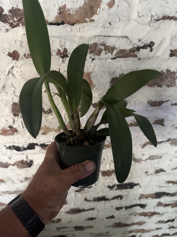 Cattlianthe Florida Wildfire Cattleya Orchid plant BS 4.5” gallery