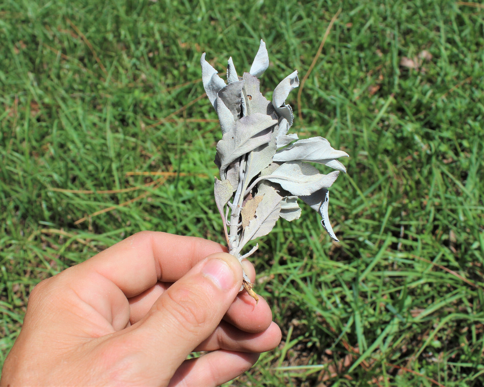 Loose White Sage Smudge LEAVES: Choose oz or lbs, Bulk Wholesale Lots gallery