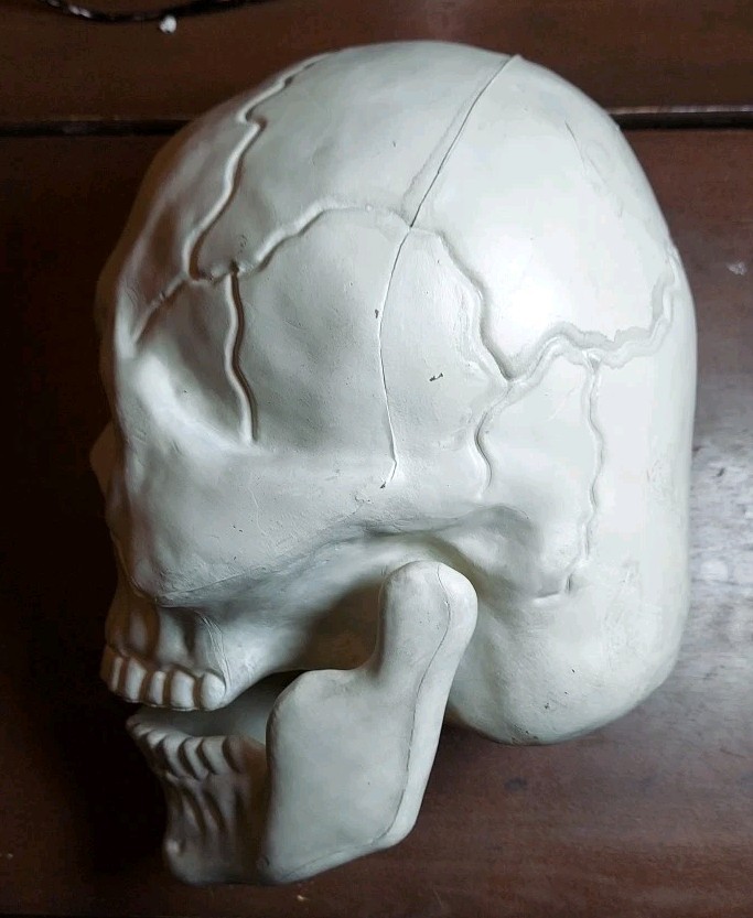 Large Skull By Hyde & Eek Boutique W/ Hinged Jaw Indoor/ Outdoor NWT - 10” Tall gallery