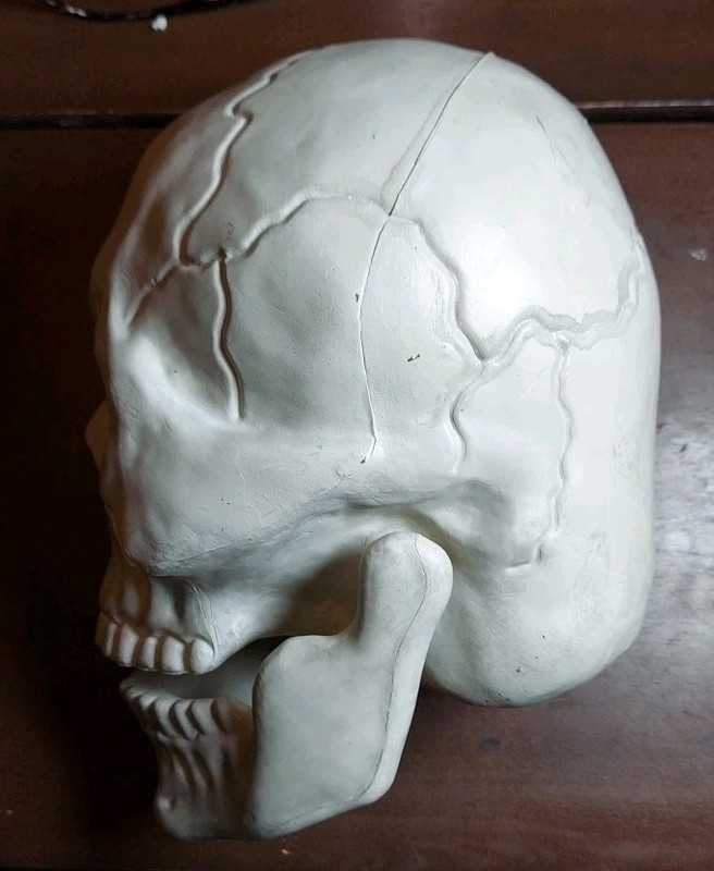Large Skull By Hyde & Eek Boutique W/ Hinged Jaw Indoor/ Outdoor NWT - 10” Tall gallery