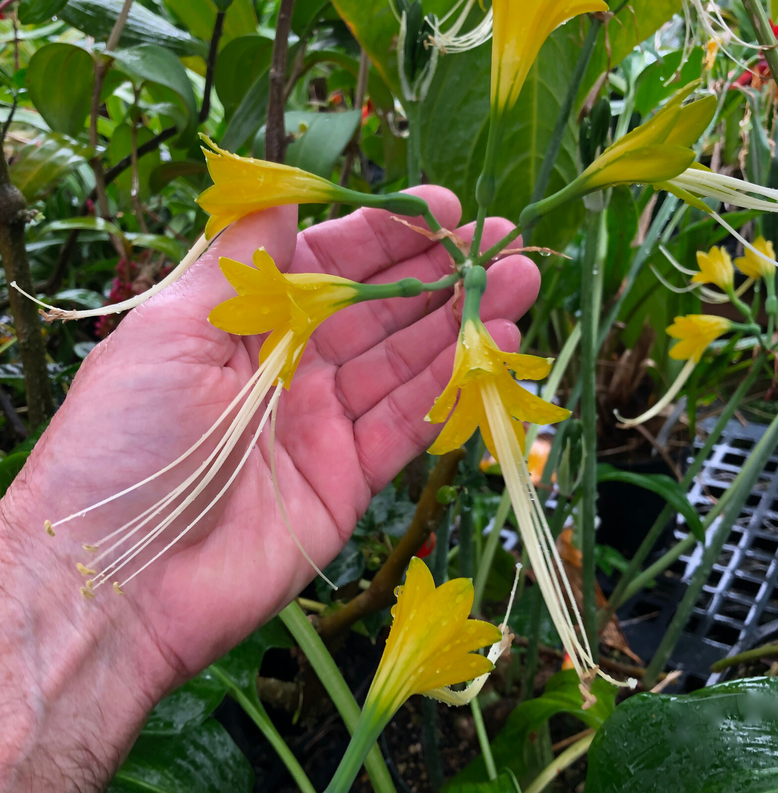 Eucrosia dodsonii -exceptionally nice, rare tropical flowering bulb from Ecuador gallery