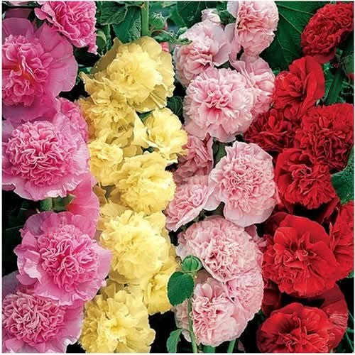 Carnival Hollyhock Mixture (Alcea rosea) gallery