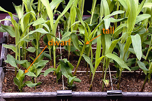 Roundup Ready RR Dwarf Corn Food Plot Seed - 5 Lbs. gallery