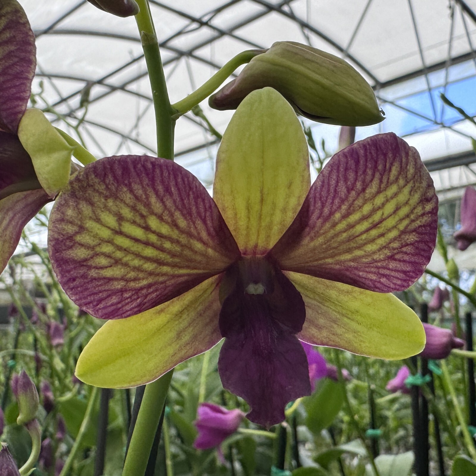 Orchid in SPIKE for a Gift or for YOU! Dendrobium Ready to BLOOM Den Plant gallery