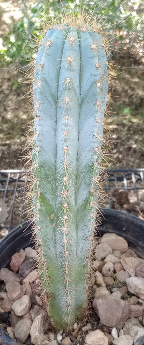 Pilosocereus Blue Columnar Cactus Stems 8 to 15 Inches Tall gallery