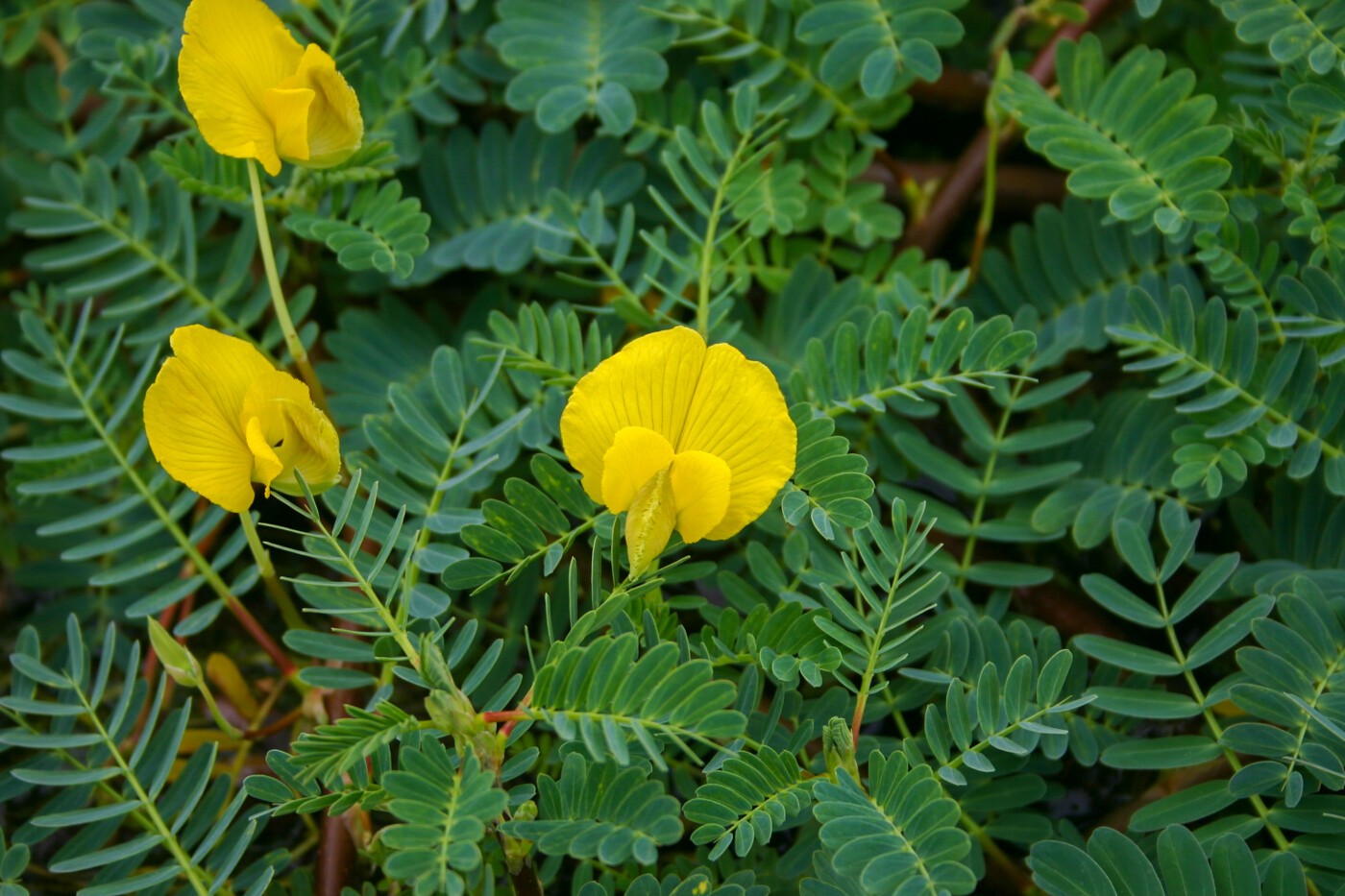 Botswana Wonder Sensitive Plant Tropical Aquatic Pond Plant - Buy 2 Get 1 FREE gallery