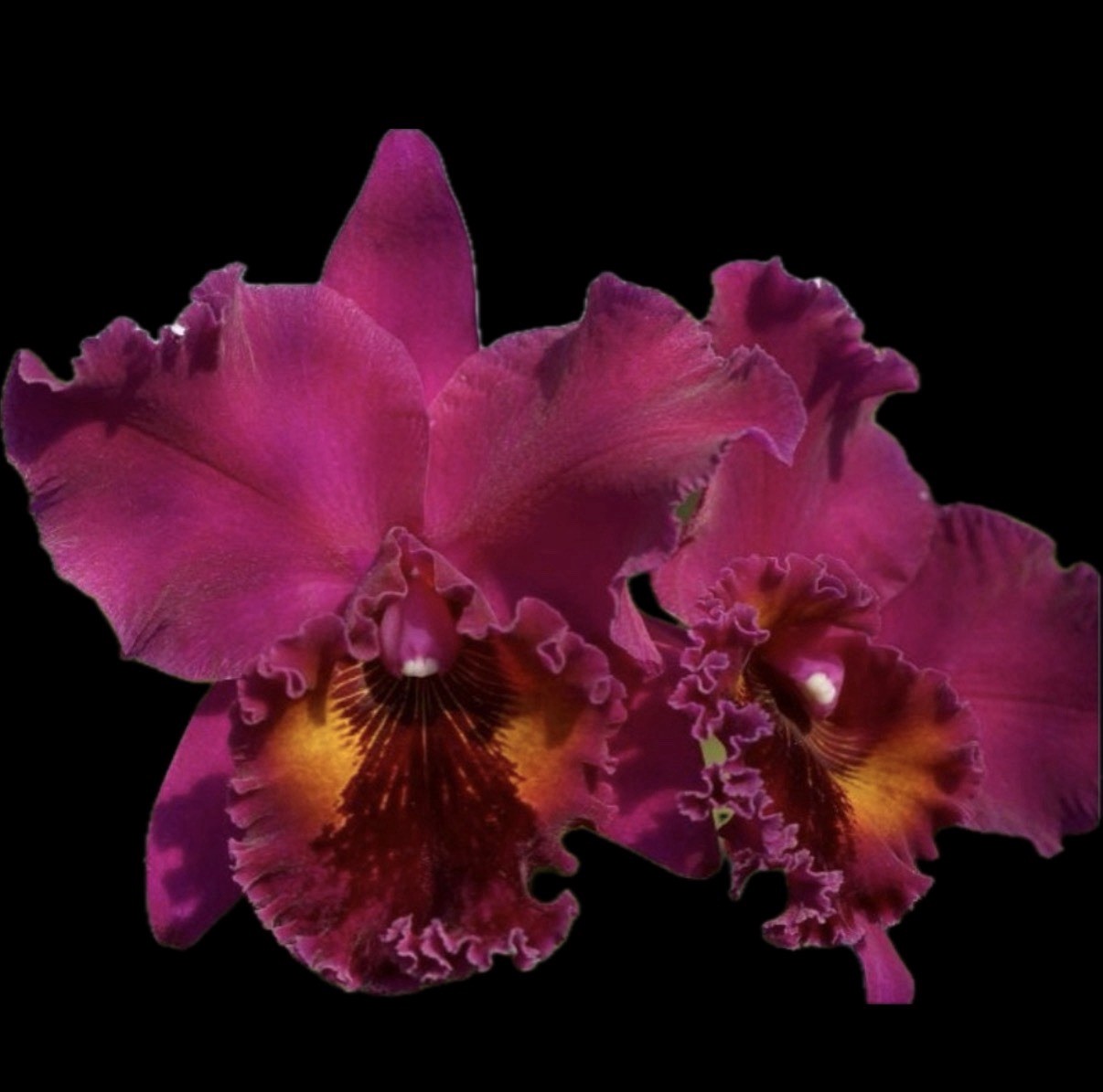 Rhyncholaeliocattleya Lake Murray 'Mendenhall' Cattleya Orchid plant BS 4.5” gallery
