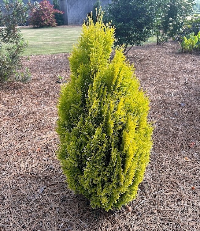 Forever Goldy Arborvitae ( Thuja )- Live Plant - ( 2.5 QT ) gallery
