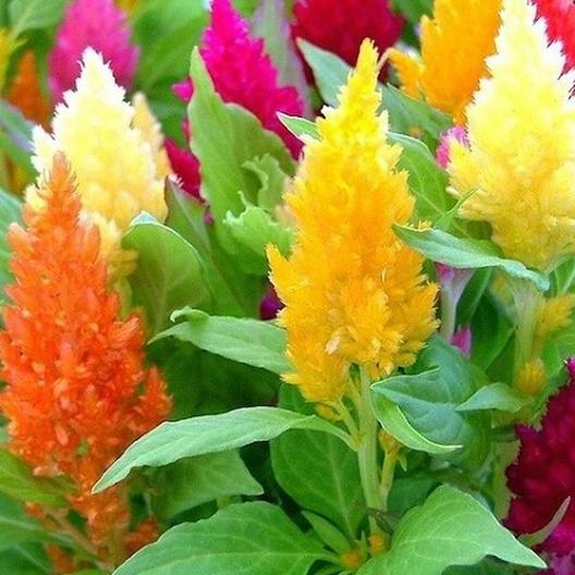 Celosia MIXED PAMPAS PLUME Striking Colors Cut & Dried Flowers Non-GMO 400 SEEDS gallery