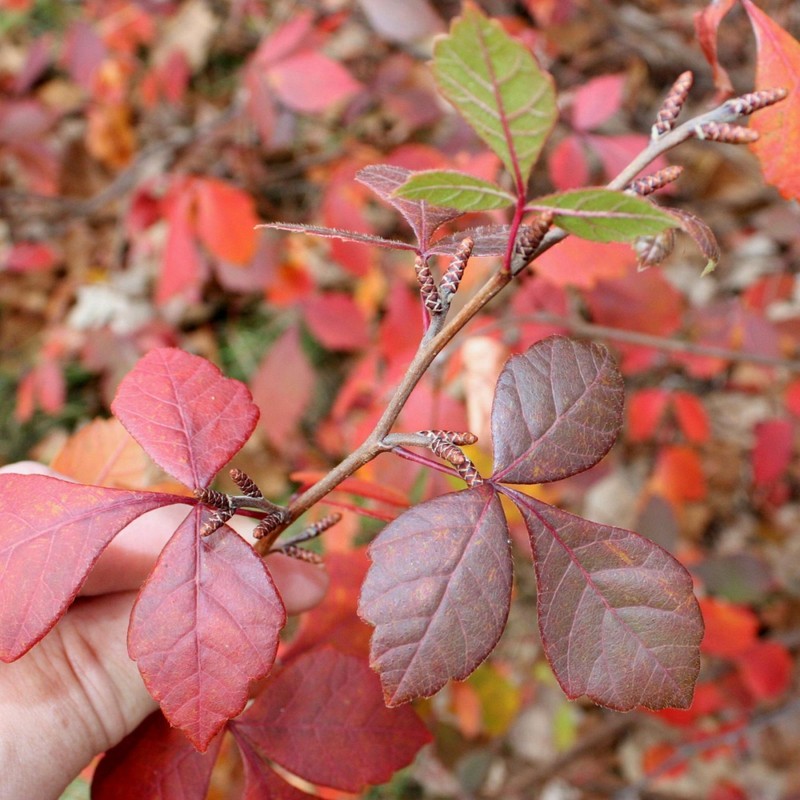 FRAGRANT LEMON SUMAC Rhus Aromatica 10,20,40 SEEDS gallery