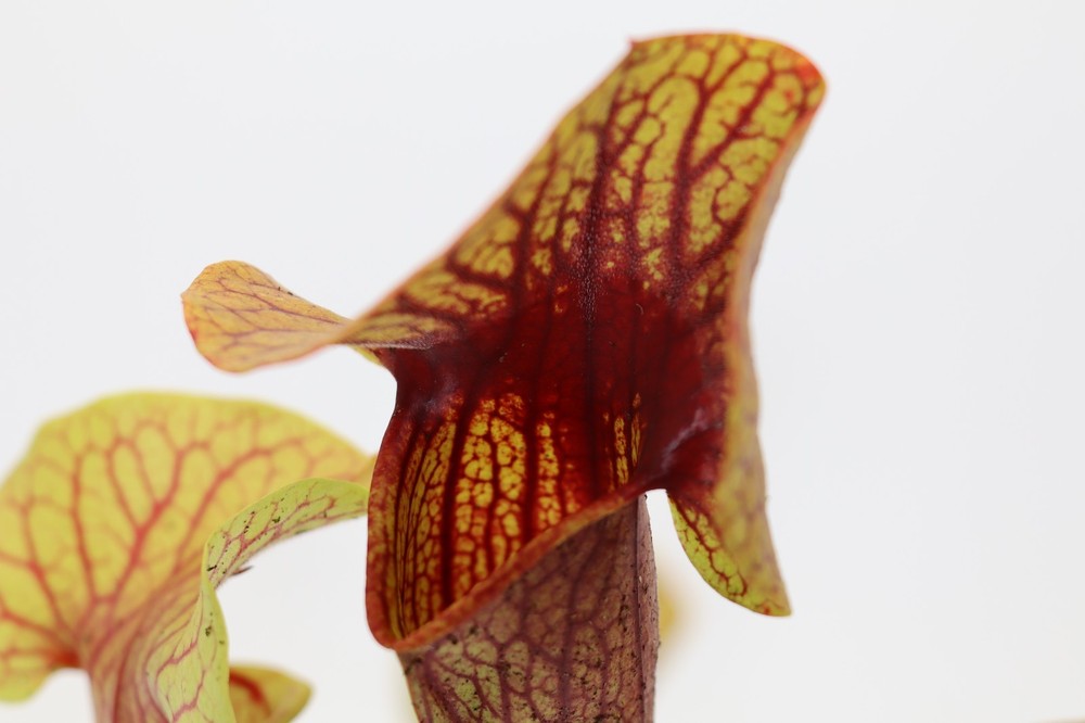 Sarracenia - Unknown Catesbaei