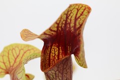 Sarracenia – Unknown Catesbaei