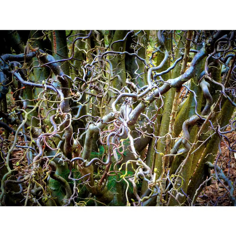 3 Ft. - 4 Ft. Tall Bare-Root Corkscrew Willow Tree gallery