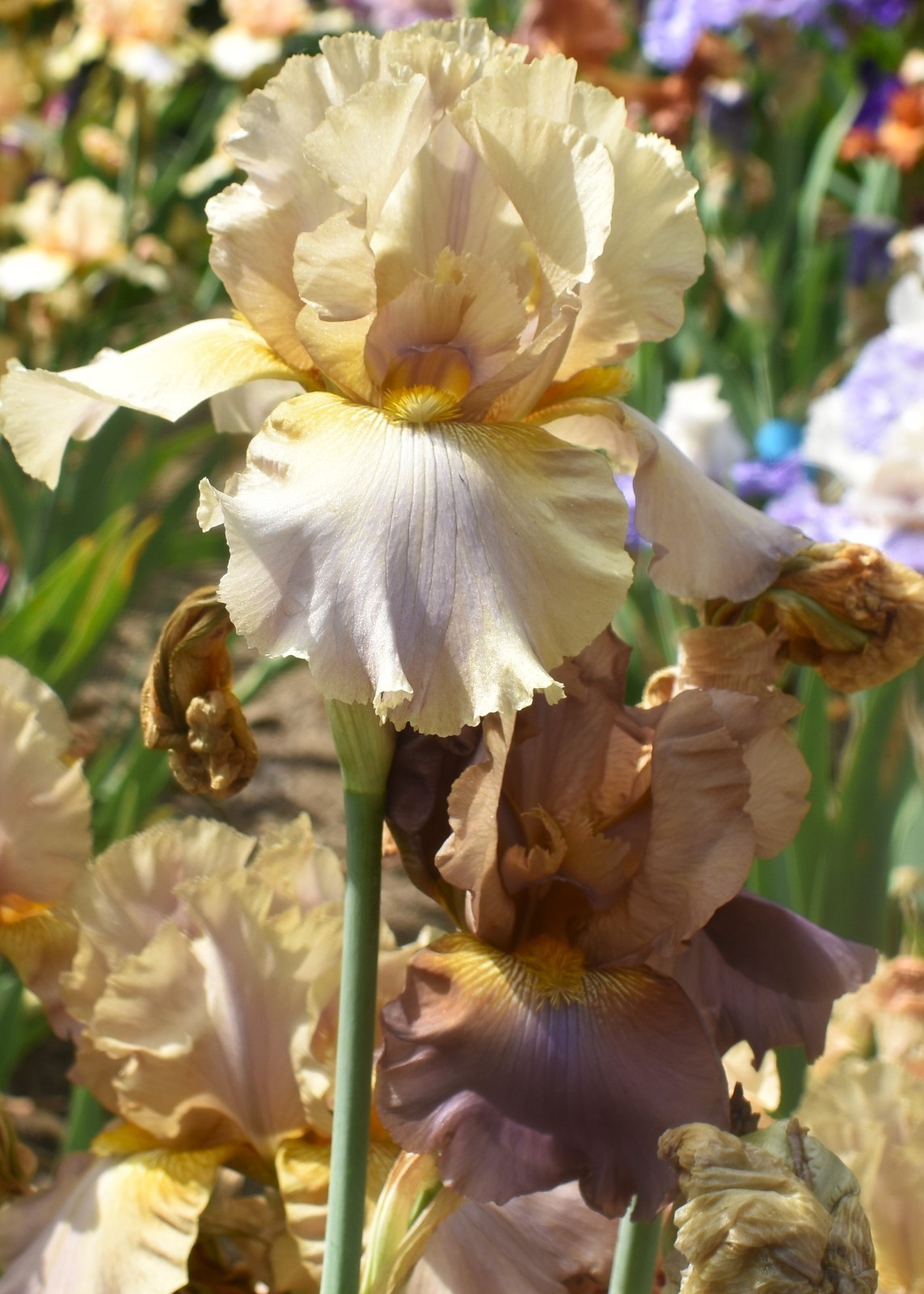'Downtown Brown' 'Tall Bearded Iris Rhizome PRE-SALE to Ship Aug/Sept gallery