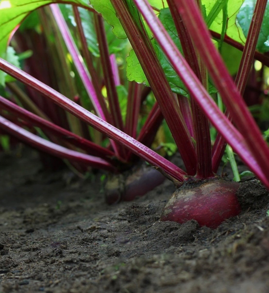 Detroit Dark Red Beet Seeds 🫜Organic/NON-GMO Heat tolerant, Fresh 2026 🇺🇸 gallery