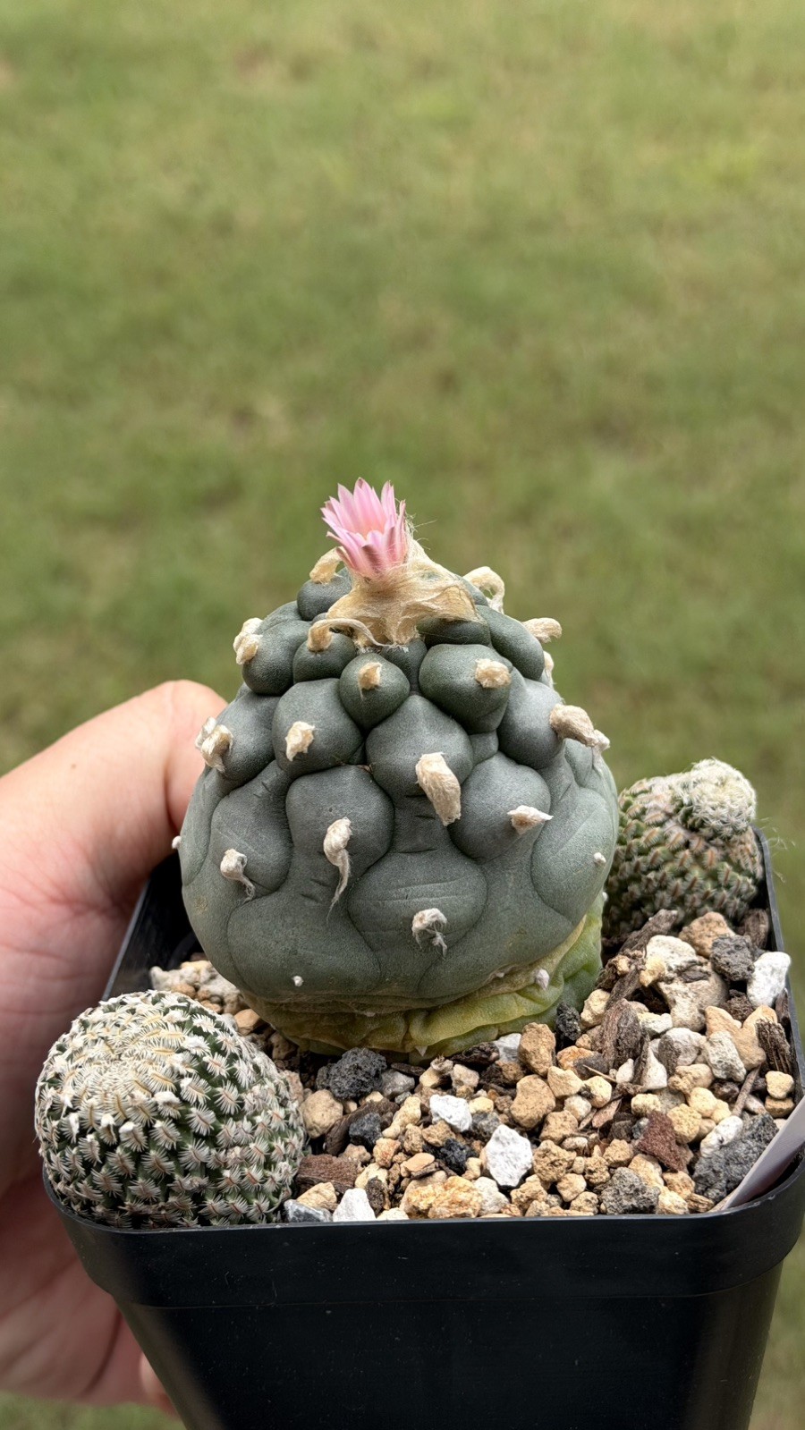 Ariocarpus Rare cactus succulents copiapoa 3live plant seed grown #15 gallery