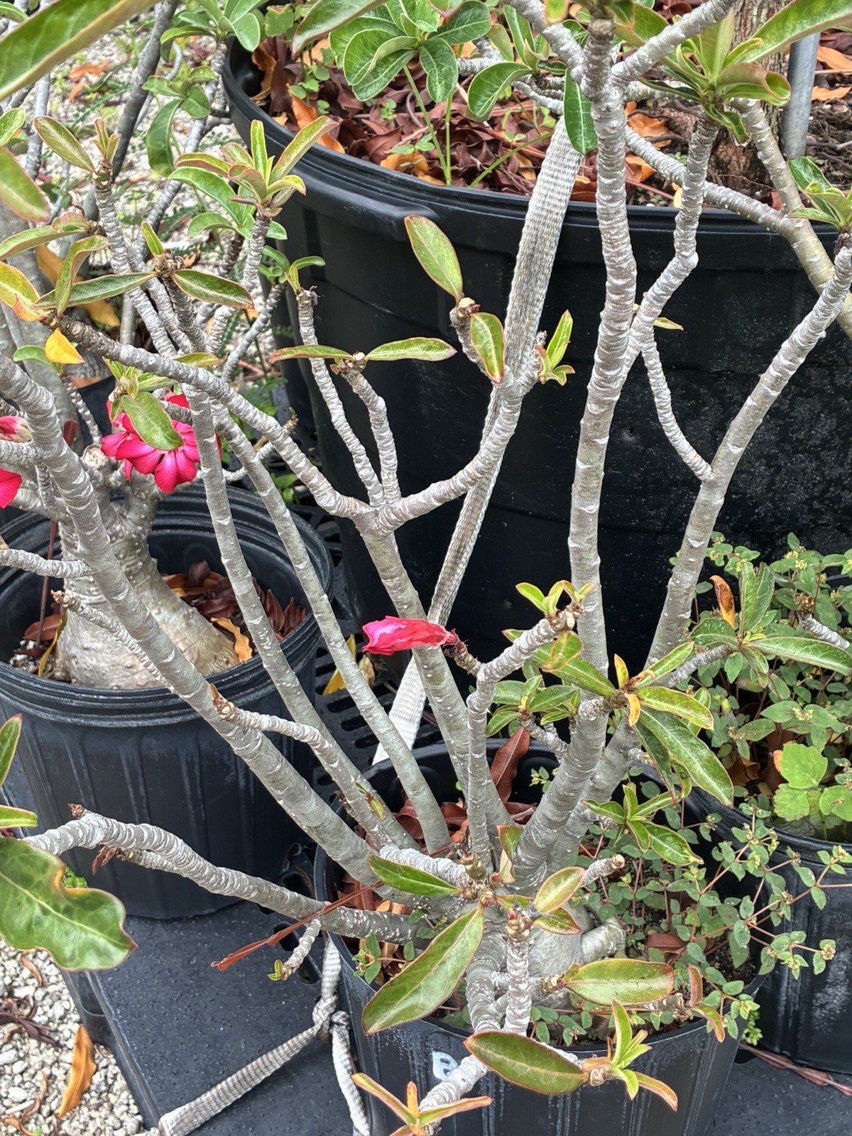 Beautiful Desert Roses Bright Pink Colors Big Caudex Live Plants gallery