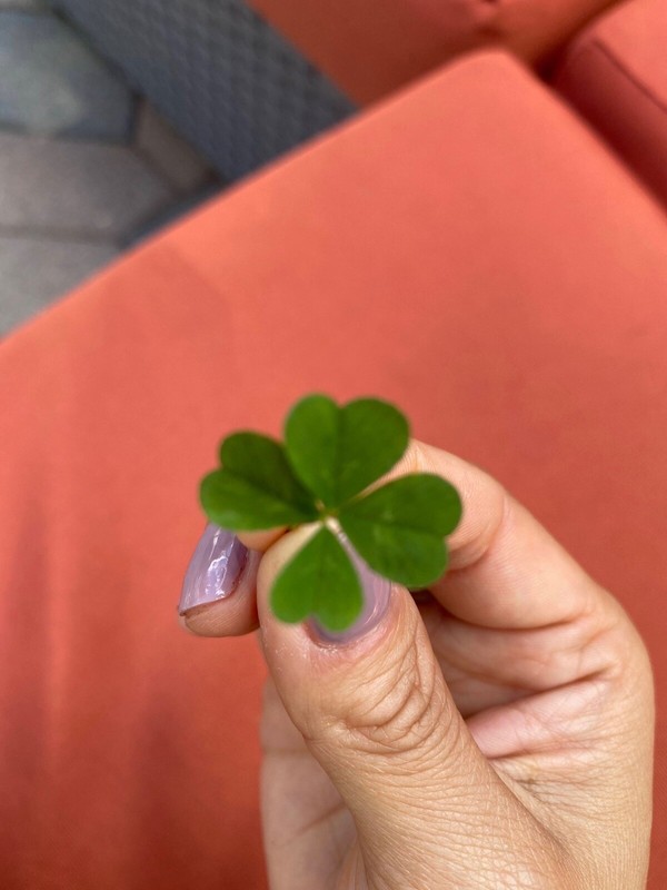 🍀RARE REAL 4 Leaf Clover 🍀 Hand picked - GREAT Gift - LUCKY 🤩 gallery