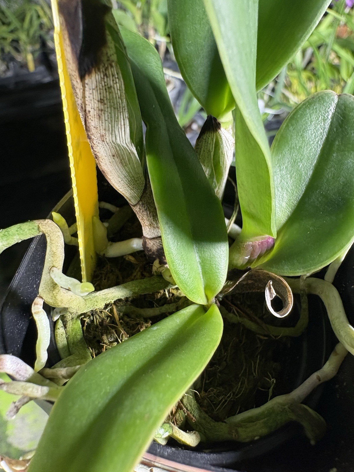 Cattleya rex - Rare Offering - Orchid Species gallery