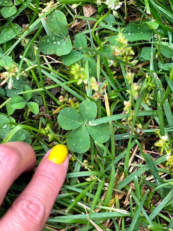 🍀RARE REAL 4 Leaf Clover 🍀 Hand picked - GREAT Gift - LUCKY 🤩 gallery