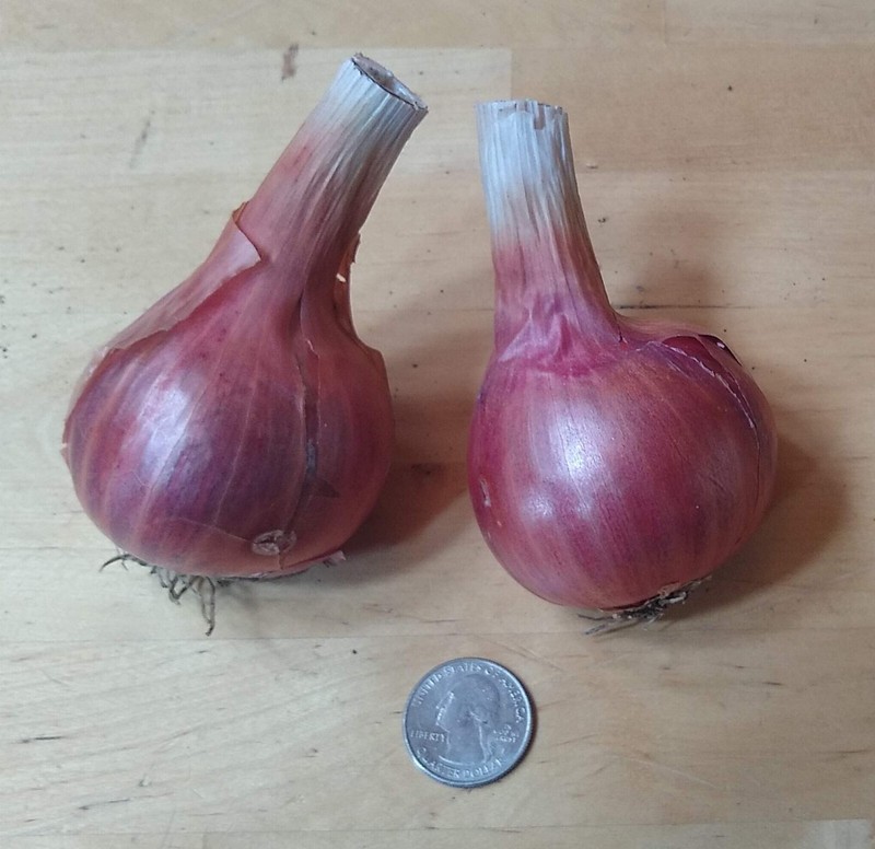 Potato Onion seeds ~ Open Pollinated Heirloom Multiplier Onions gallery