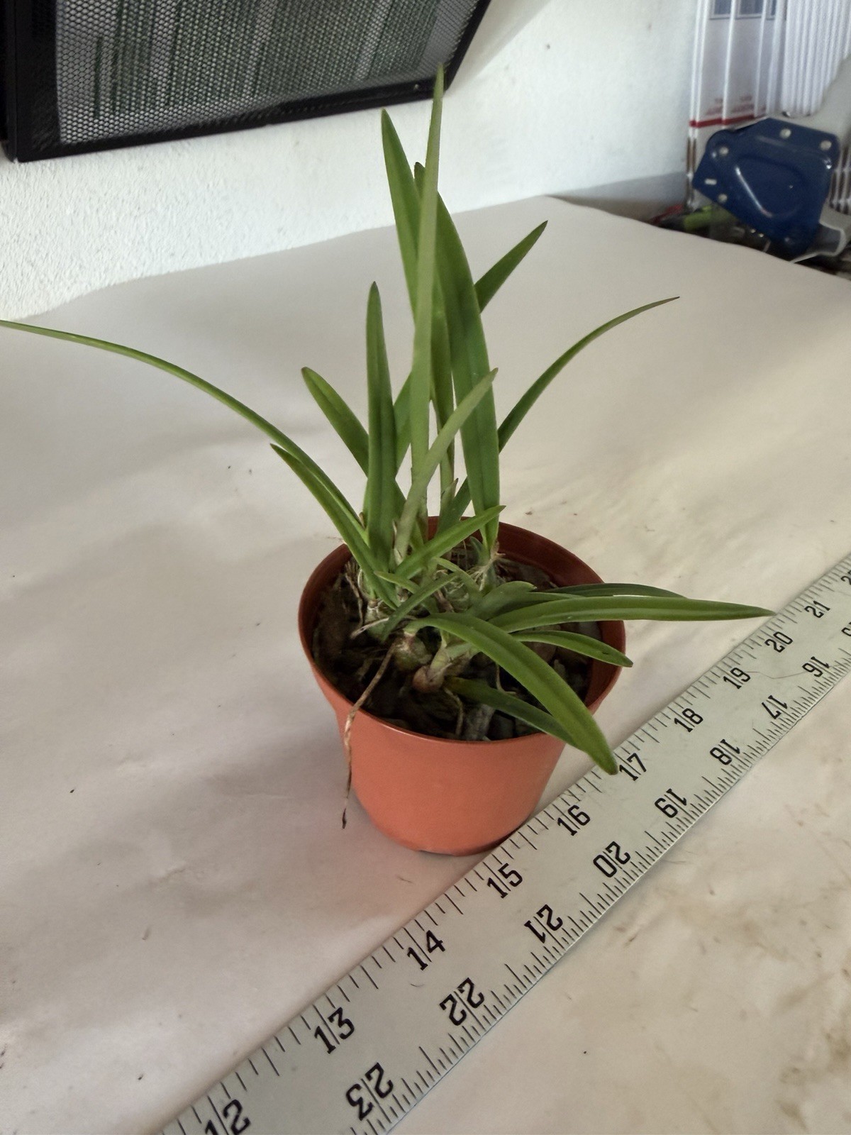 Encyclia tampensis Florida Native Butterfly Orchid Plant 0521 gallery