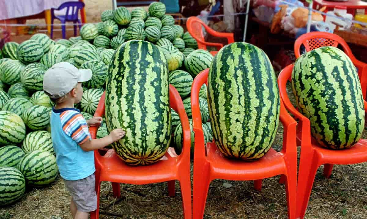 24 CONGO Watermelon Seeds - Large - NON GMO - HEIRLOOM - ORGANIC - RARE gallery