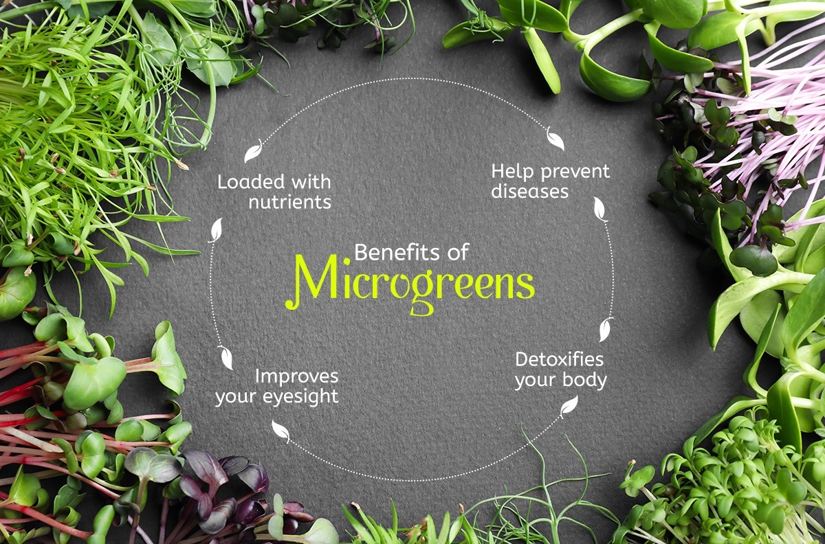 3-pack combo Powerhouse Microgreens seeds non-GMO (2.5oz. pack ea.) gallery
