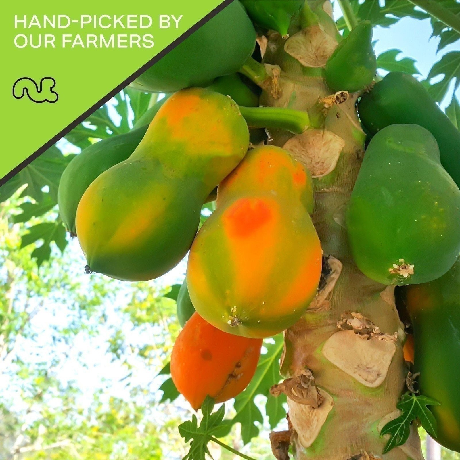 Sun Dried Papaya Chunks, with Sugar Added, Sweet Dehydrated Fruit, All Natural gallery