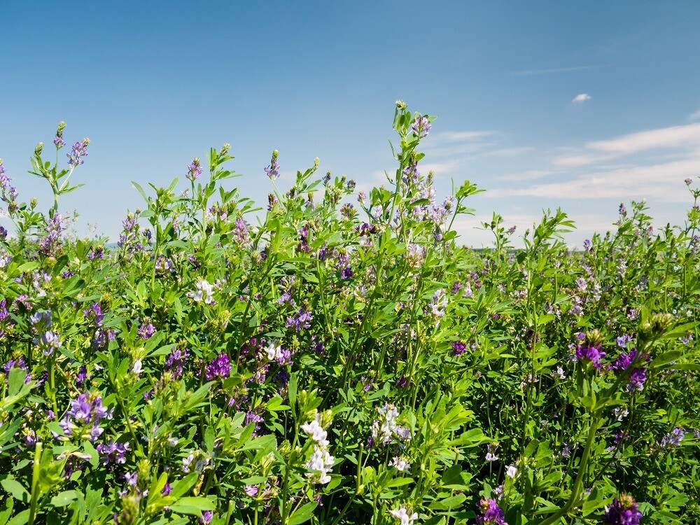 Organic Alfalfa Tea gallery