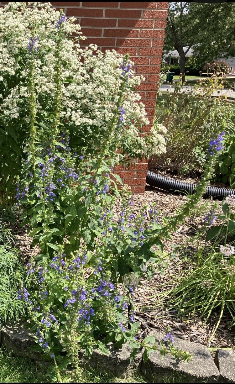 Great Blue Lobelia, Blue Cardinal Flower- Lobelia siphilitica Seeds 100+ count gallery