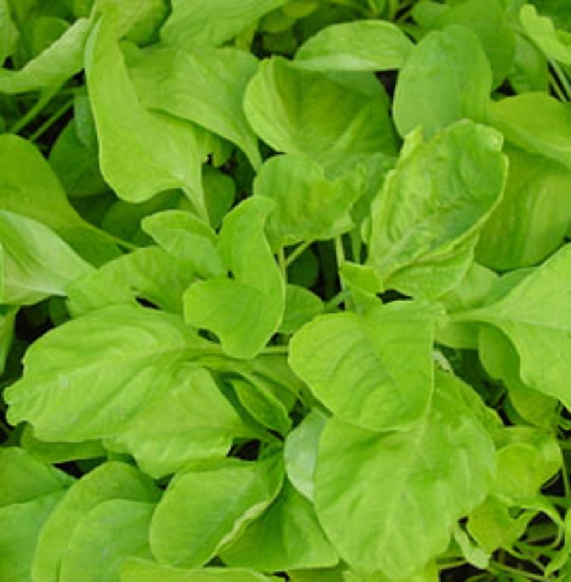 Green / Red Amaranth Seeds Authentic Chinese Spinach Yin Cho Callaloo Editable gallery