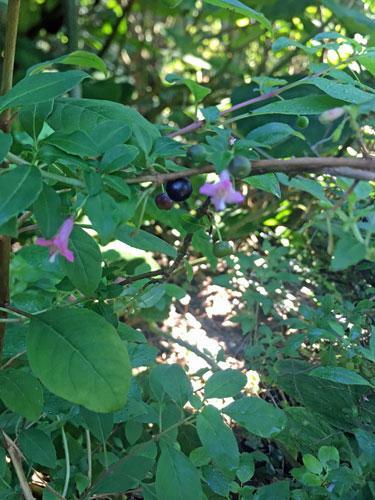 Fuchsia microphylla ssp. microphylla | Small Leaf Fuchsia | 10 Seeds gallery