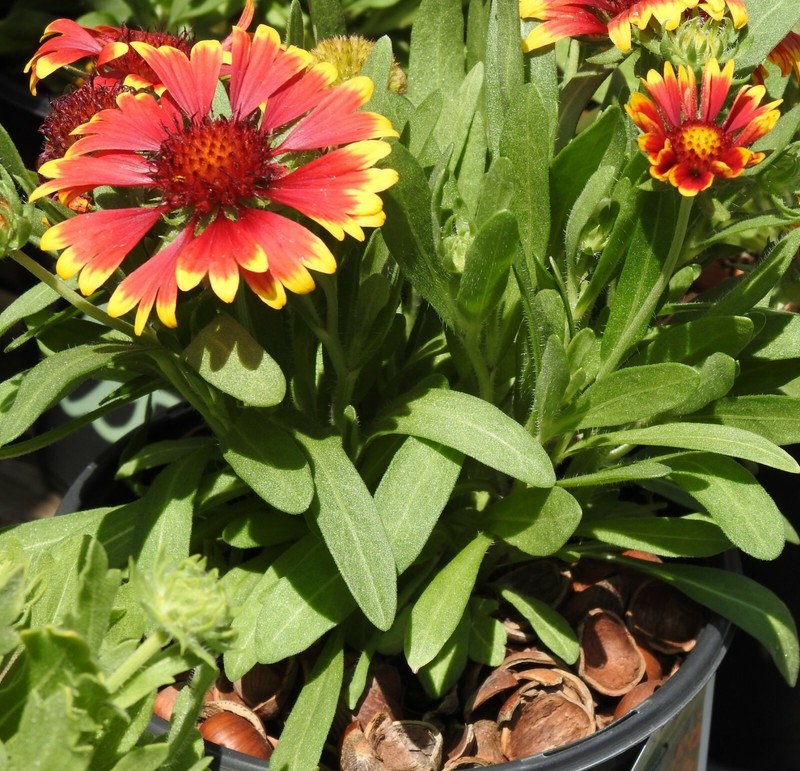 Hazel Shell Mulch - Amendment Product - 6 lbs. gallery
